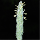 Phalaris minor