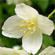Philadelphus coronarius