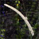 Phleum exaratum