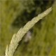 Phleum hirsutum