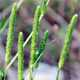 Phleum paniculatum