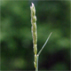 Phleum phleoides