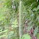Phleum pratense