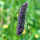 Phleum rhaeticum