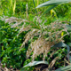Phragmites australis