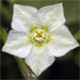Alkekengi officinarum