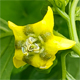 Physalis ixocarpa