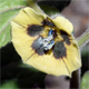 Physalis peruviana