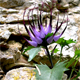 Physoplexis comosa