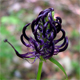 Phyteuma ovatum o.