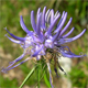 Phyteuma scheuchzeri c.