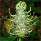 Phyteuma spicatum