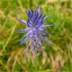 Phyteuma zahlbruckneri