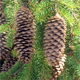 Picea abies