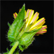 Helminthotheca echioides