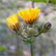 Picris hieracioides