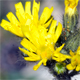 Pilosella cymosa