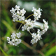 Pimpinella alpestris