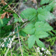 Pimpinella major