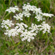 Pimpinella saxifraga
