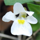 Pinguicula alpina