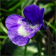 Pinguicula leptoceras