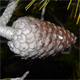 Pinus halepensis
