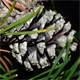 Pinus mugo m.