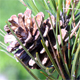 Pinus nigra