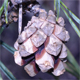 Pinus sylvestris