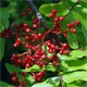 Pistacia terebinthus