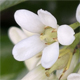 Pittosporum tobira