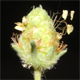 Plantago arenaria