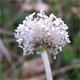 Plantago argentea