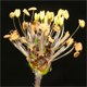 Plantago atrata