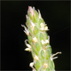 Plantago coronopus