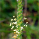 Plantago holosteum