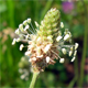 Plantago lanceolata