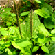 Plantago major m.
