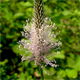 Plantago media