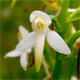 Platanthera bifolia