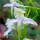 Platanthera chlorantha