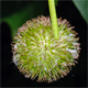 Platanus hispanica