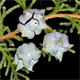 Platycladus orientalis