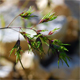 Poa alpina