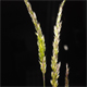 Poa angustifolia