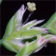 Poa annua