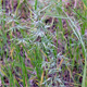 Poa bulbosa