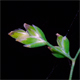 Poa compressa