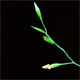 Poa nemoralis